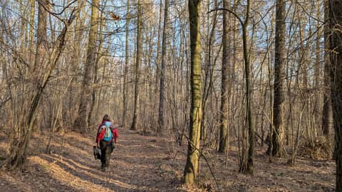 Wąwóz Ostryszni - leśny odcinek czarnego szlaku Glanów - Imbramowice