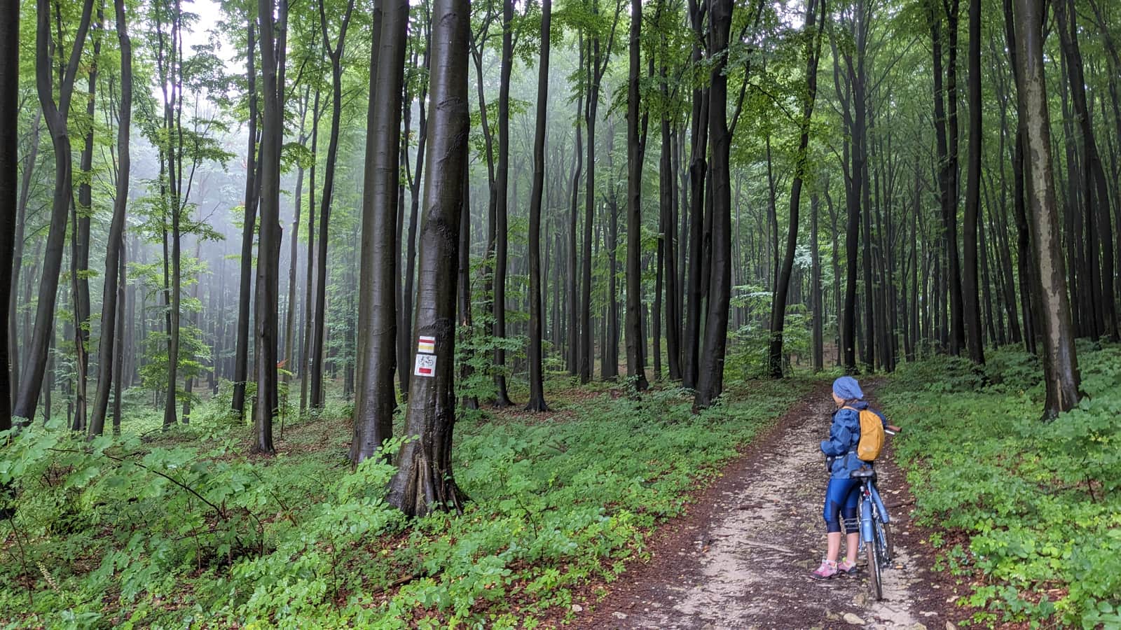 Na szlaku rowerowym Orlich Gniazd