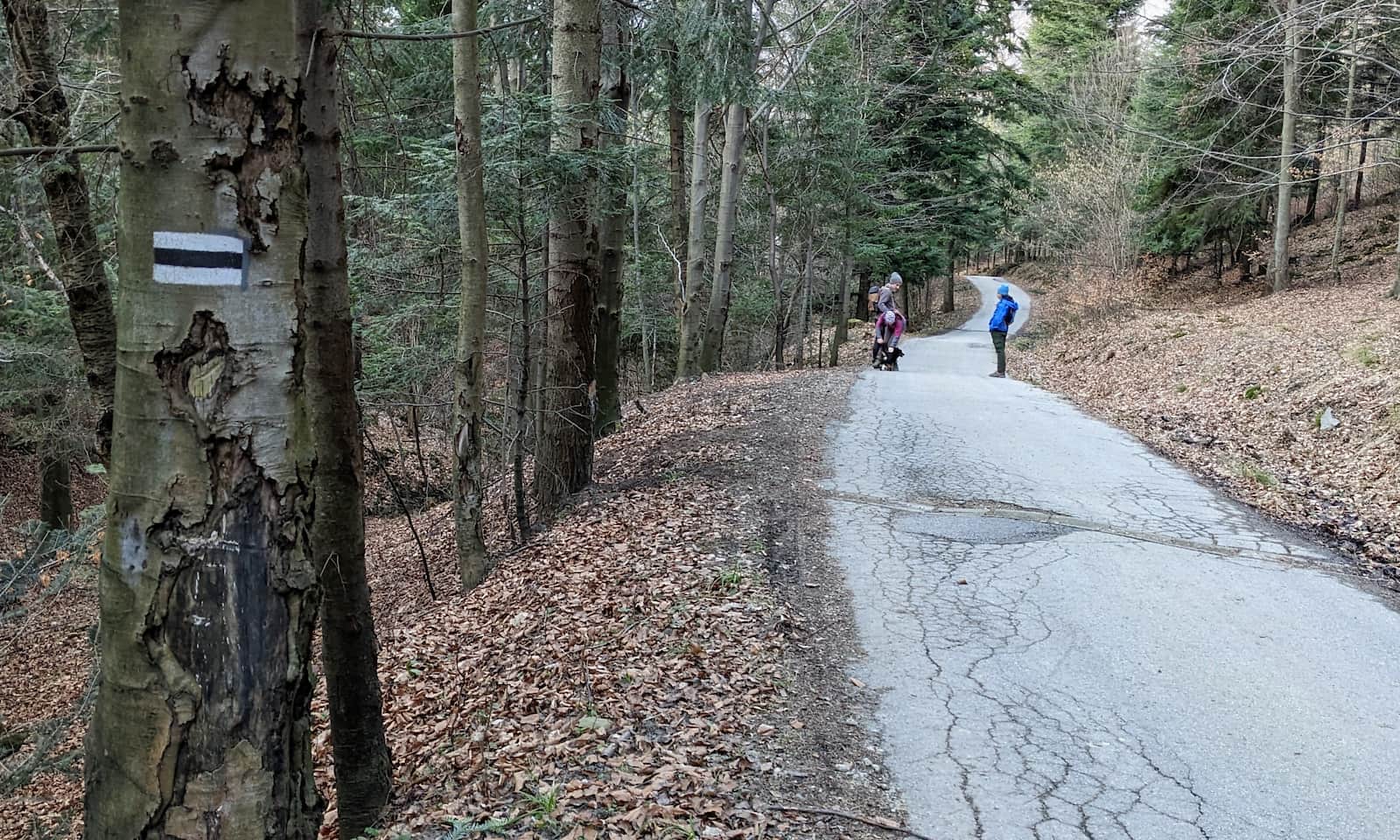 Z Kozubnika na Żar - leśna droga