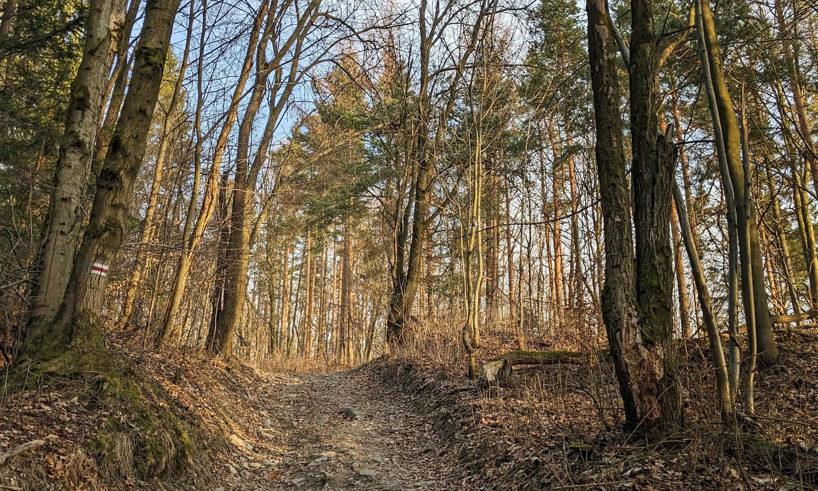 Z Kozubnika na Żar. Odcinek podejścia czerwonym szlakiem
