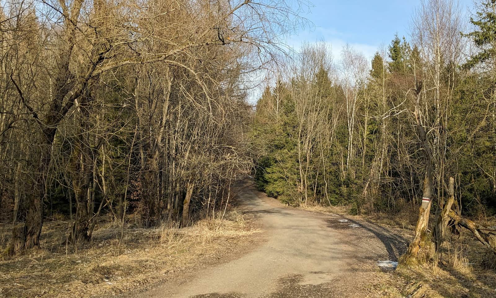 Z Żaru na Kiczerę - leśna droga