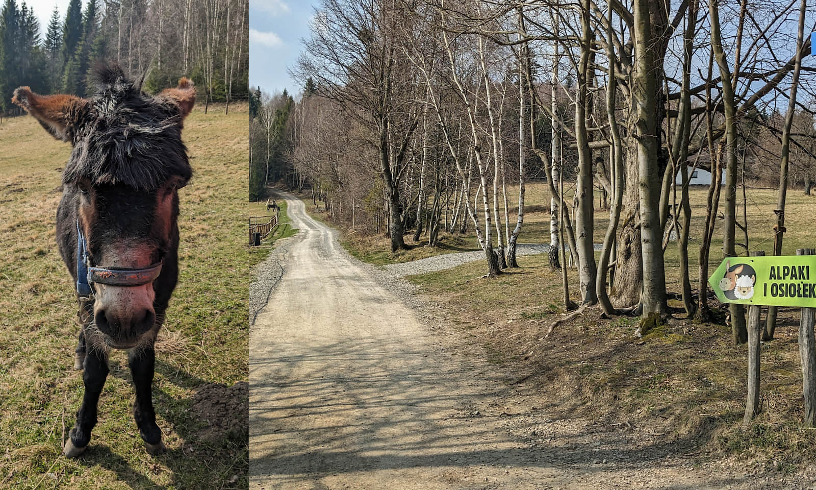 Skolnity - jeden z mieszkańców zagrody ze zwierzętami: osiołek Serwacy