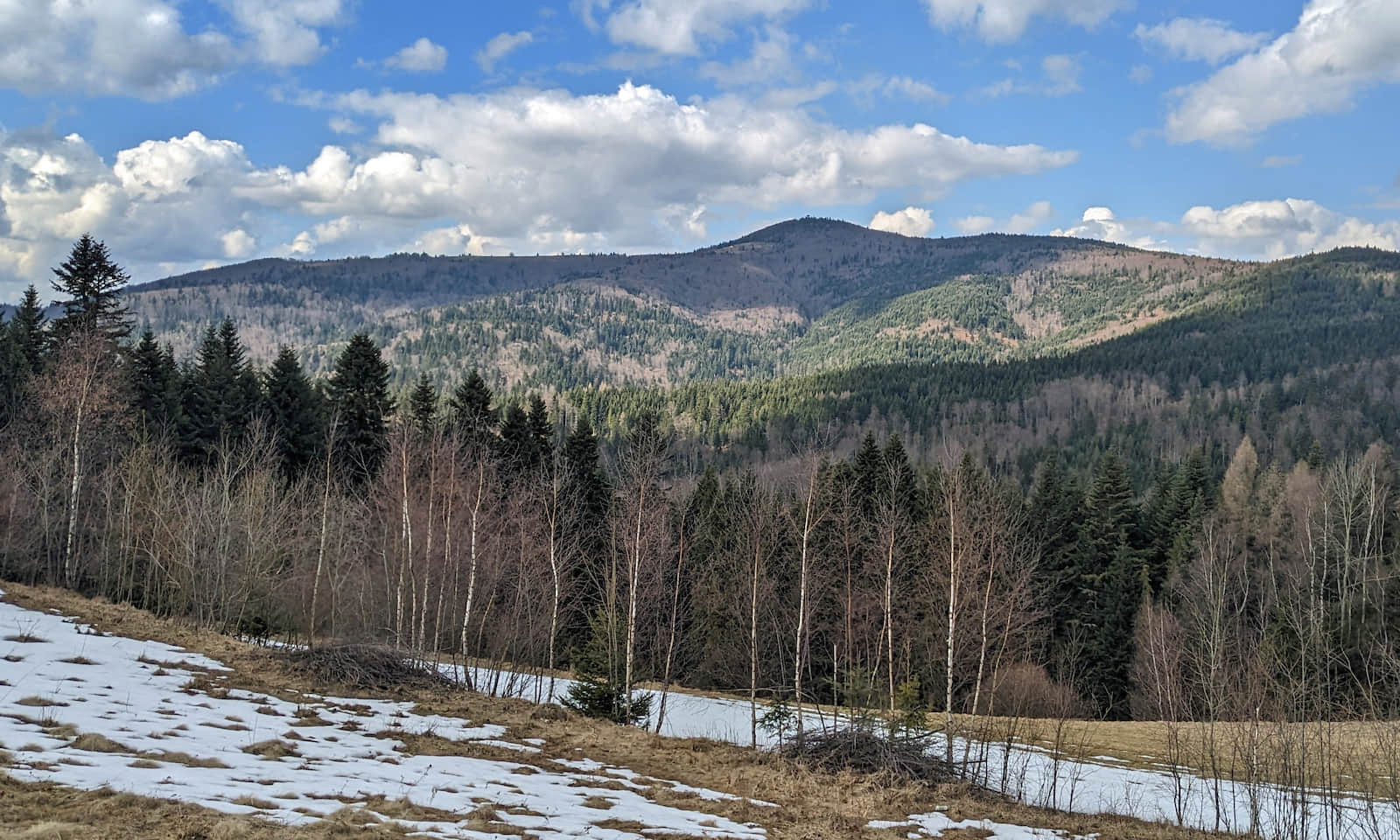 Mogielica widziana z osiedla Buków w Szczawie