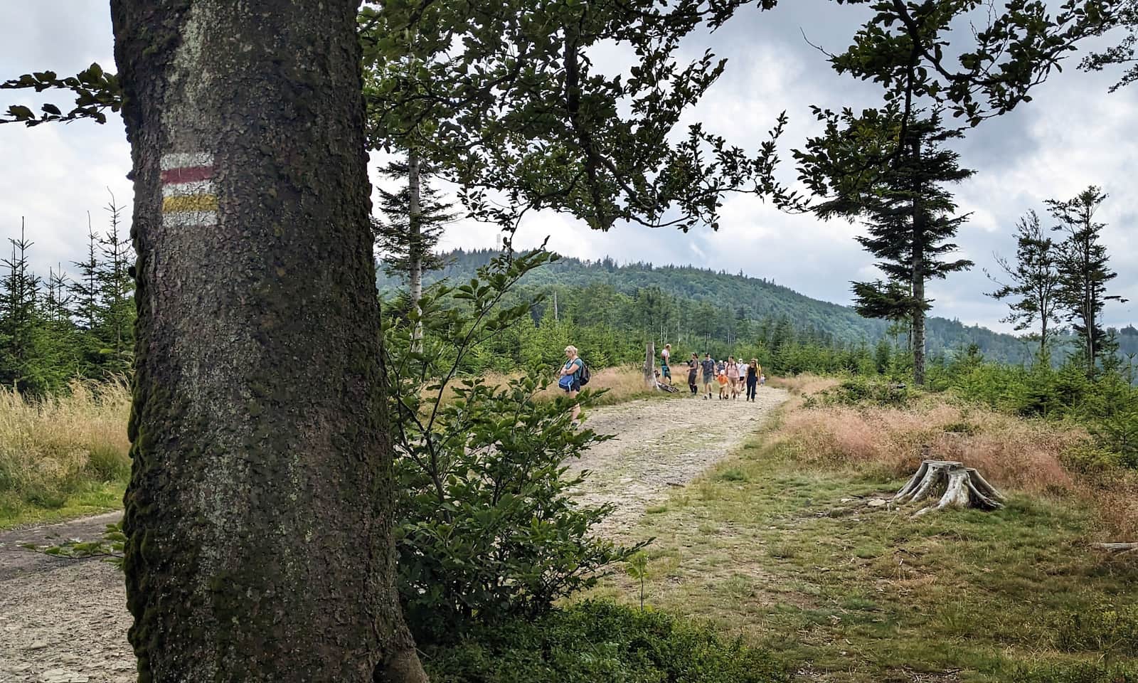 Z Szyndzielni na Klimczok - szlak na łatwy górski spacer w Beskidzie Śląskim