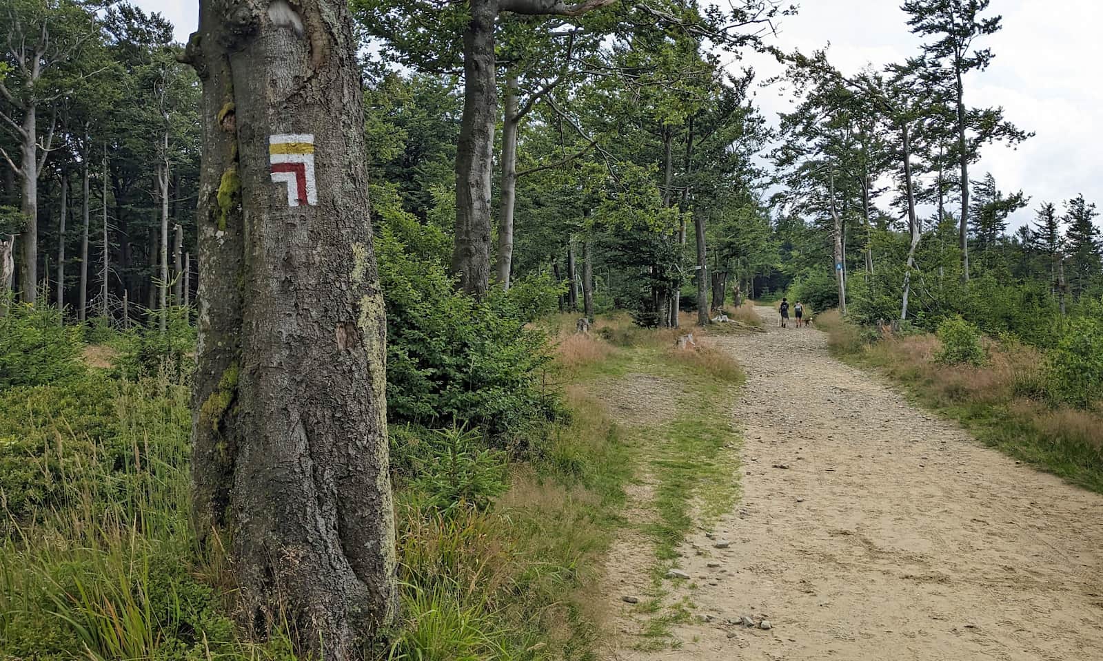 Z Szyndzielni na Klimczok - rozejście czerwonego i żółtego szlaku
