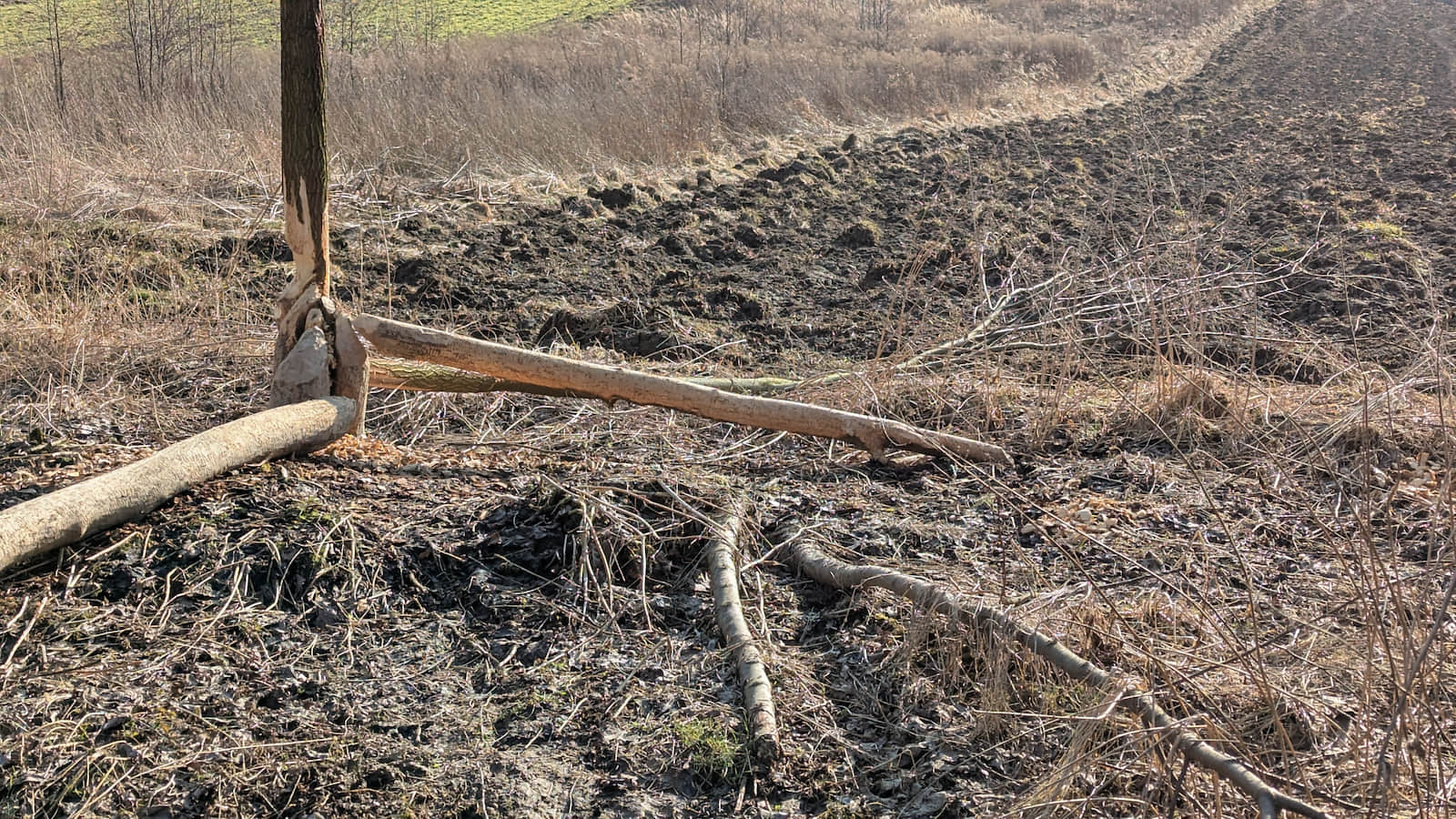 Bobrowisko w dolinie Dłubni, fot. Marta Mleczko