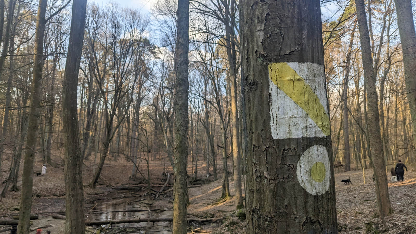Oznaczona kolorem żółtym ściezka dydaktyczna do Źródeł Zygmunta i Elżbiety