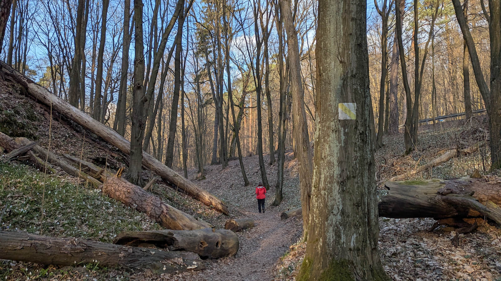 Oznaczona kolorem żółtym ściezka dydaktyczna do Źródeł Zygmunta i Elżbiety