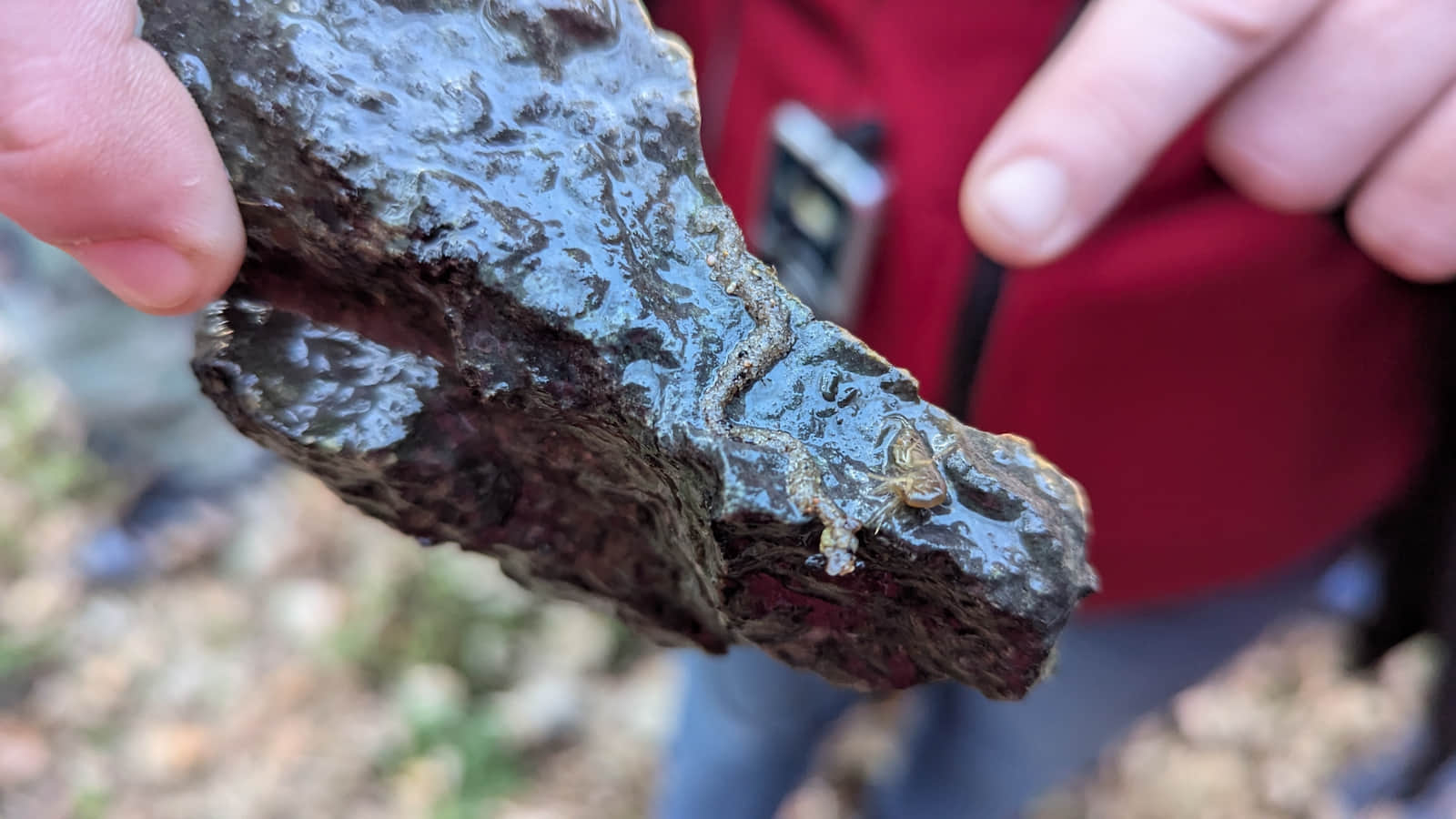 Kiełż Zdrojowy w źródłach Zygmunta i Elżbiety