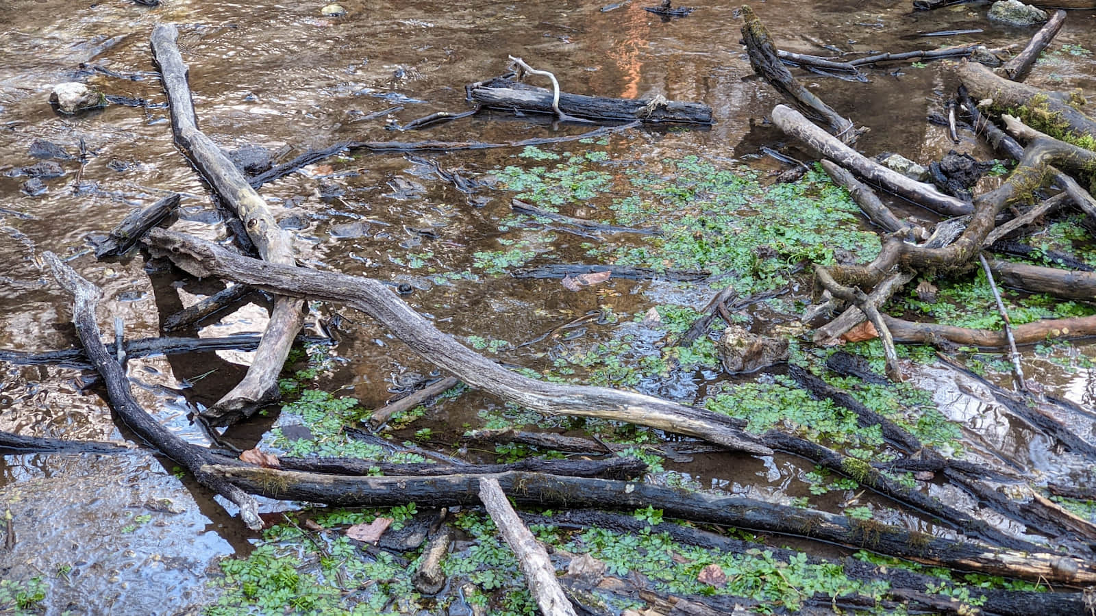 Źródła Elżbiety i Zygmunta w rezerwacie Parkowe 