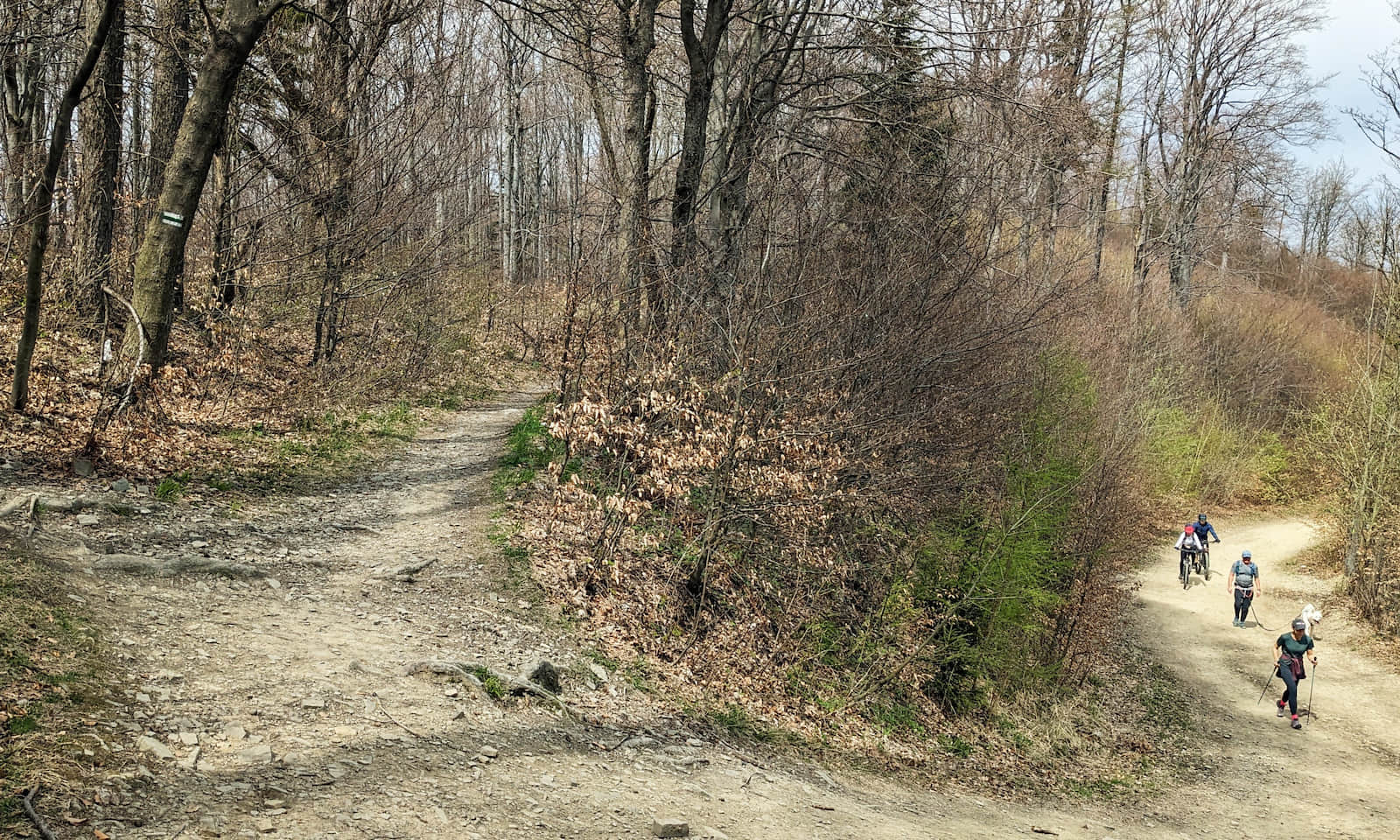 Zielony i czerwony szlak na Szyndzielnię, czyli leśna ścieżka vs szeroka leśna droga