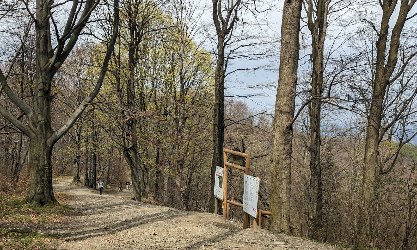 Oznakowane skrzyżowanie zielonego szlaku na Szyndzielnię z trasą rowerową