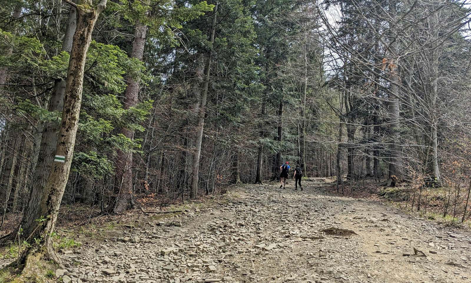 Zielony szlak na Szyndzielnię - jedno z bardzoej stromych podejść