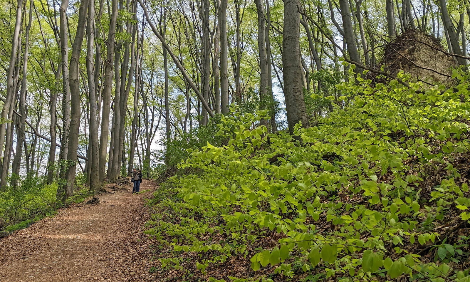 Żółty szlak na Zamek Lipowiec