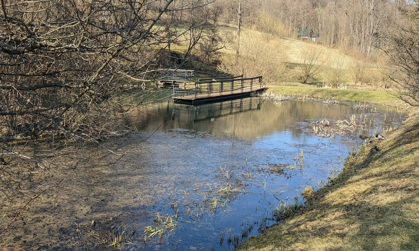 Park Wodzickich w Porębie Wielkiej
