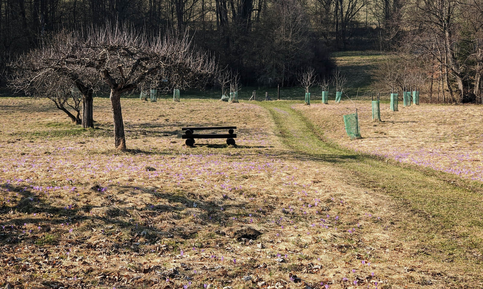 Park Wodzickich w Porębie Wielkiej