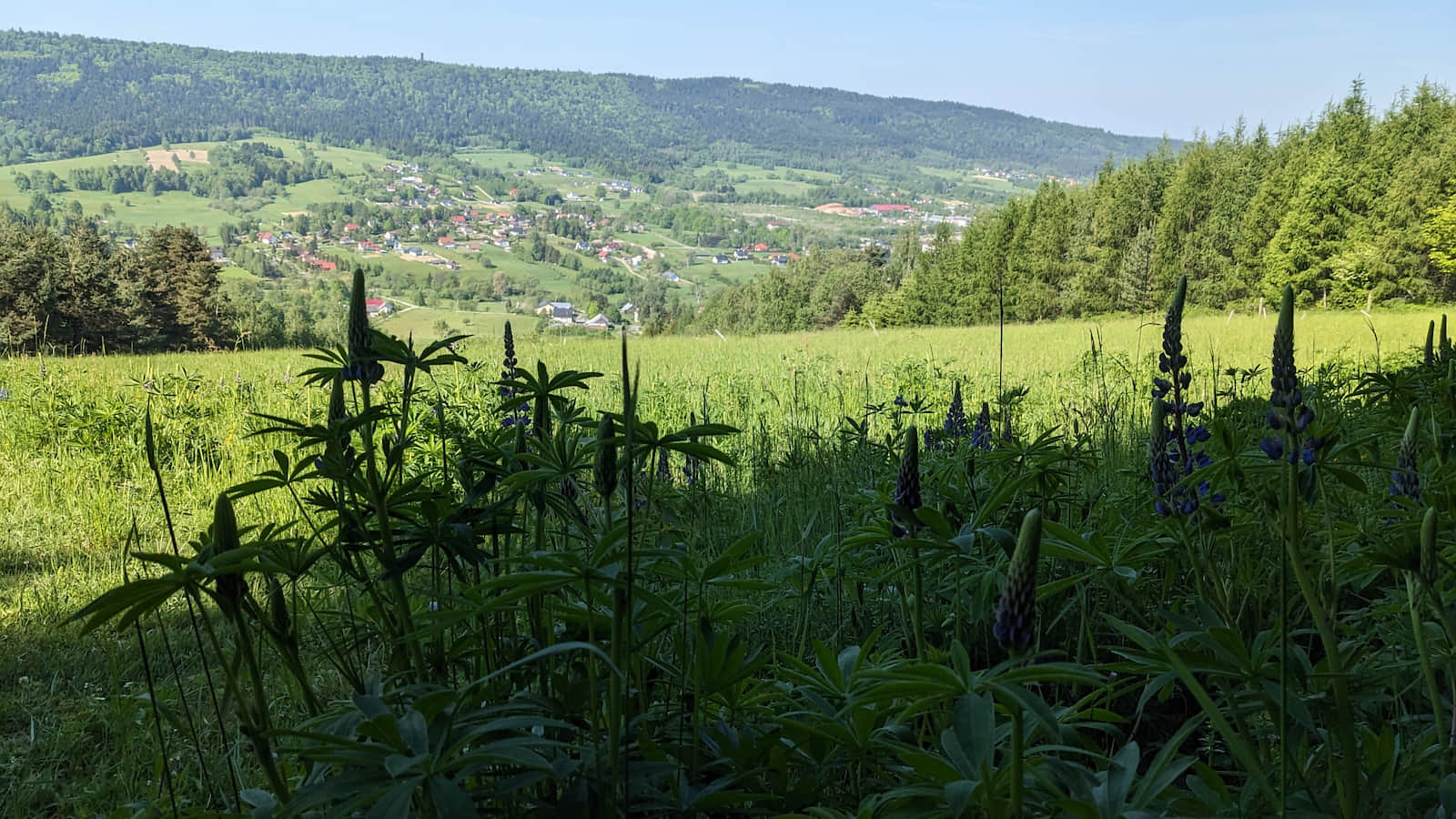 Widok z Gromadzynia na wieżę widokową na Holicy