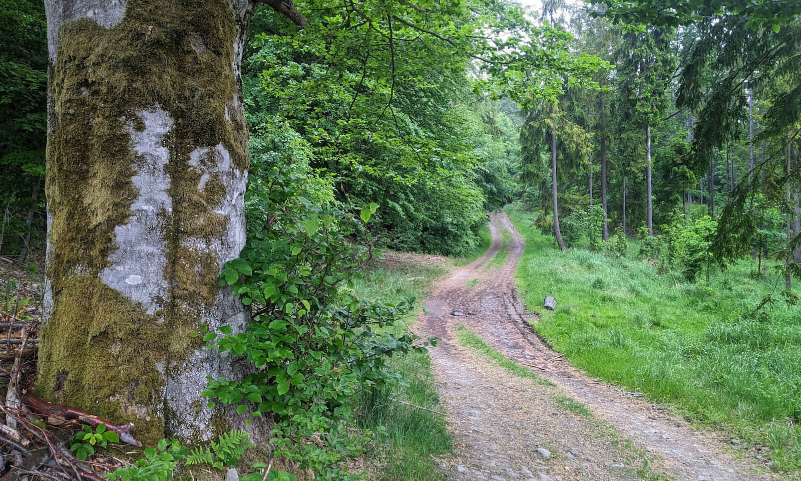 Droga z doliny potoku Radeckiego do schroniska Oźna