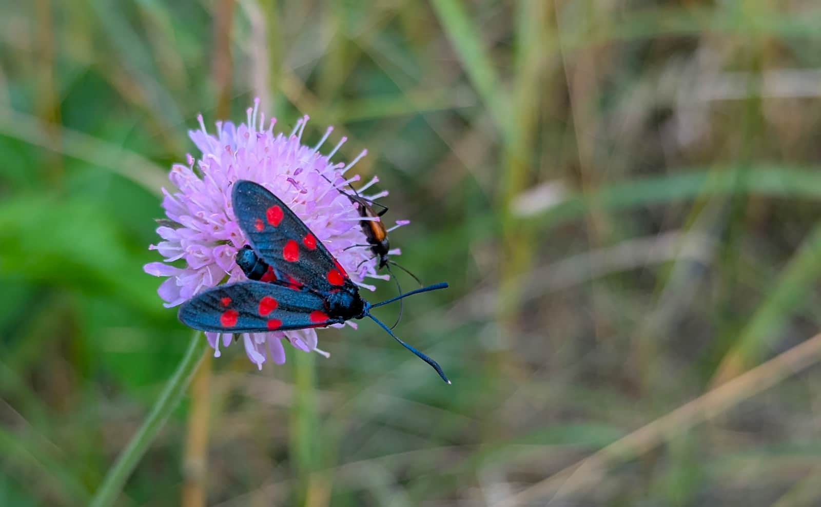 Motyl z rodzaju kraśnik (Zygaena), rezerwat przyrody „Węże” 