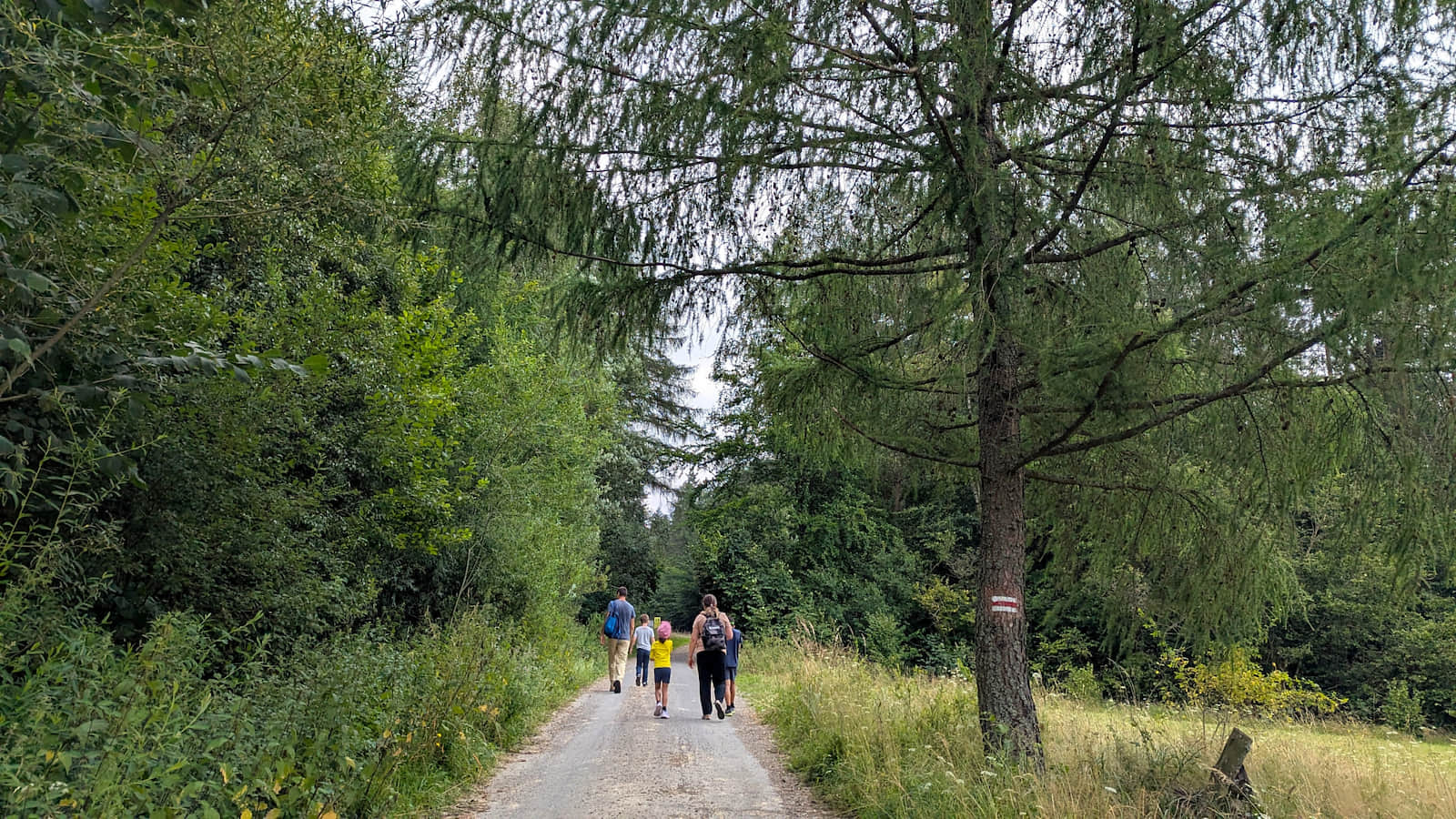 Droga w kierunku Hańczowej i rezerwatu Markowiec 