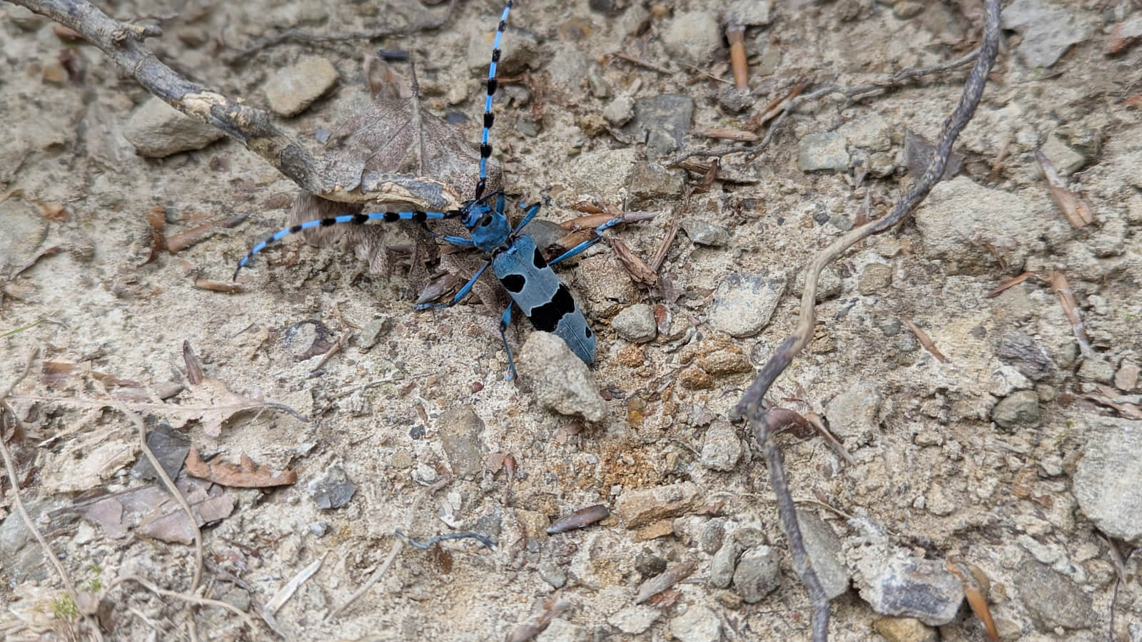 Nadobnica Alpejska