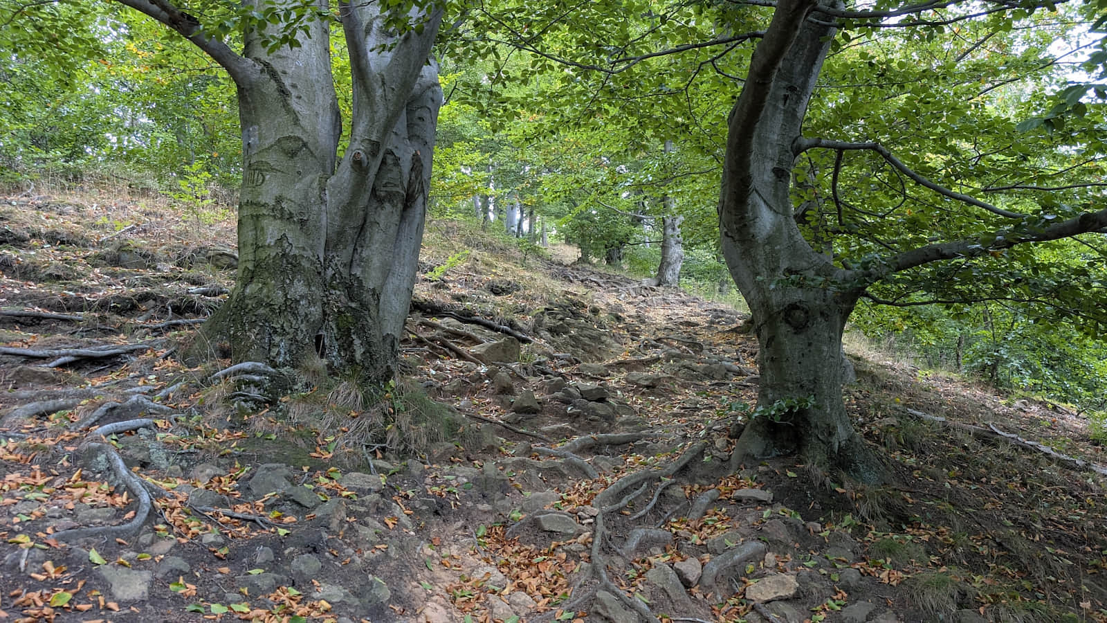 Steep ascent to Zamkowa Mountain
