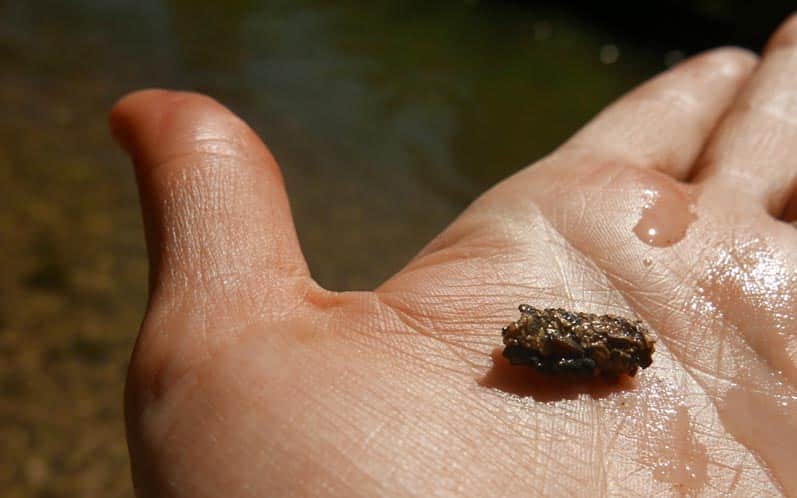 Dolina Prądnika. We found a caddisfly house!
