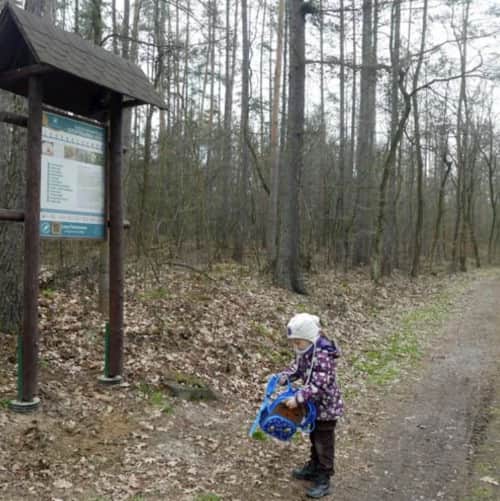Puszcza Niepołomicka: leśna ścieżka edukacyjna