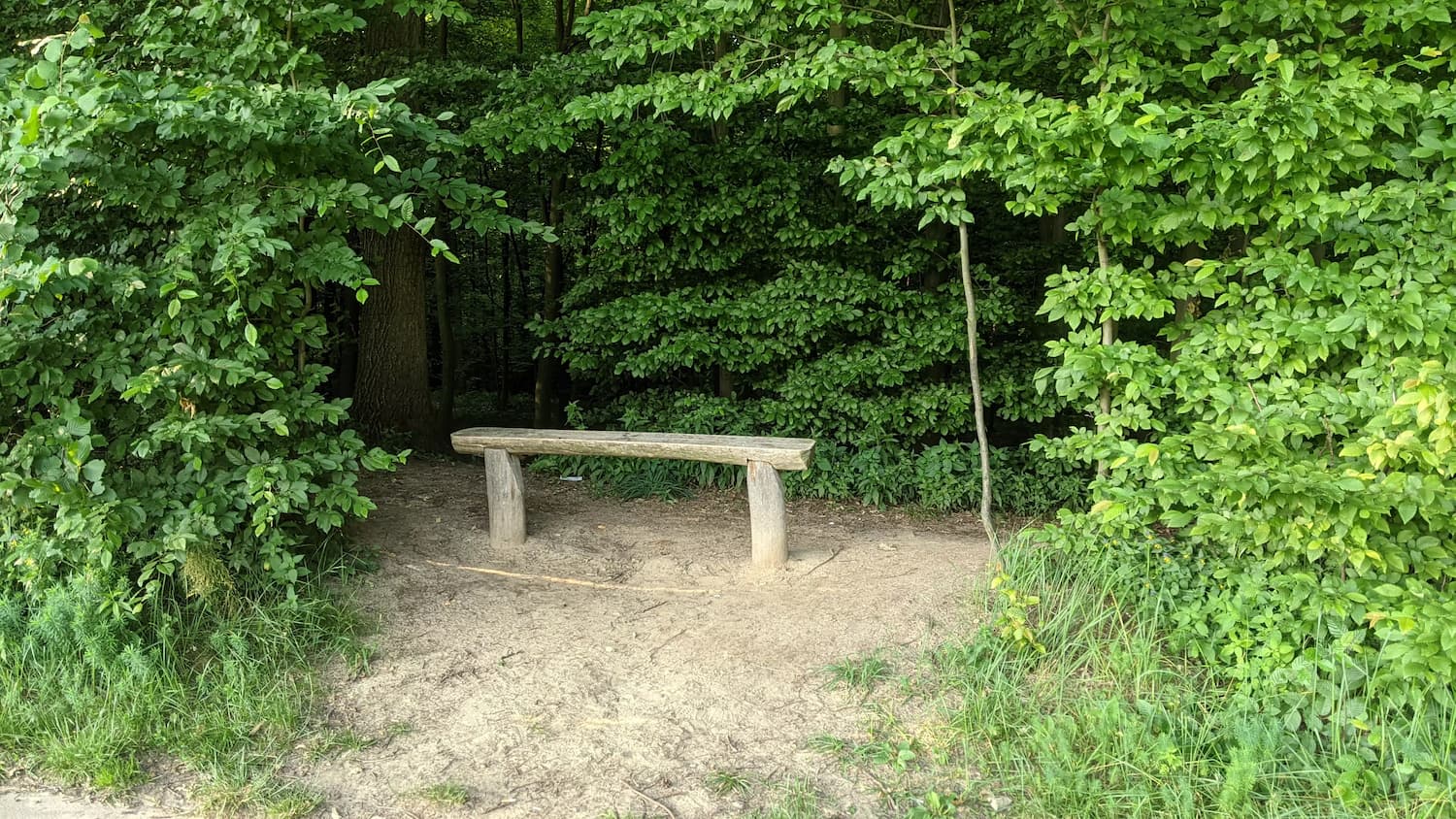 Lipie Forest