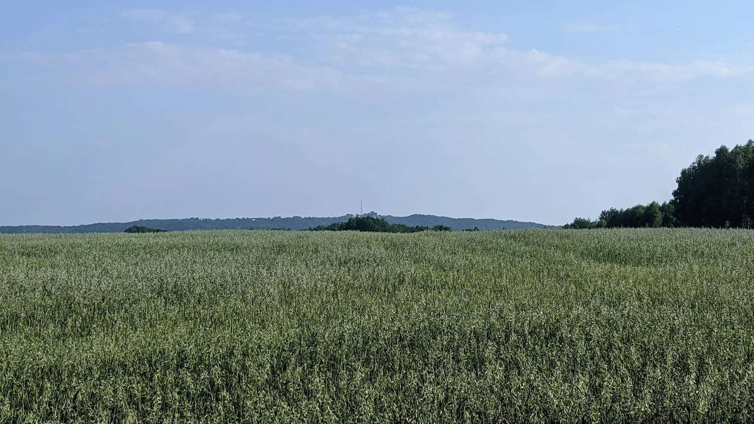 Lipie Forest - meadows