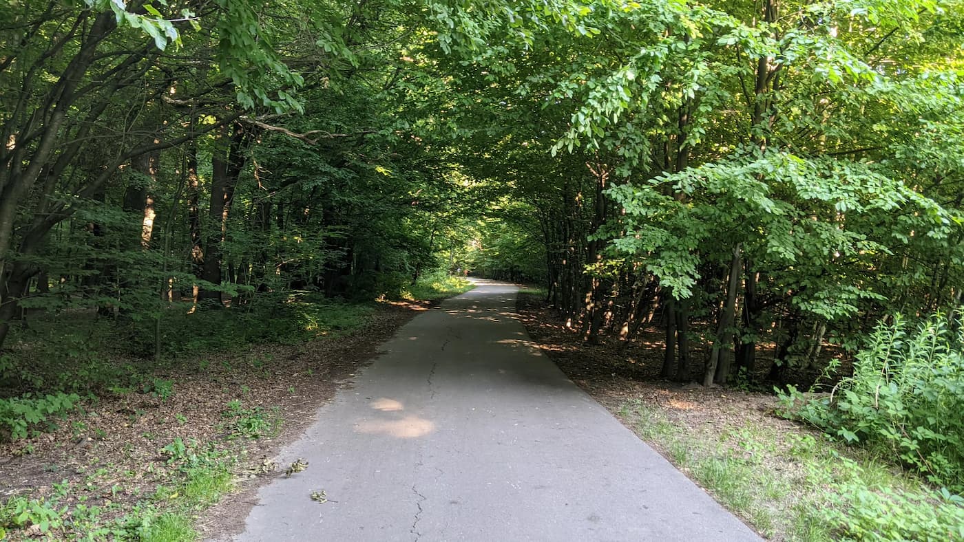 Lipie Forest - asphalt road next to the forest