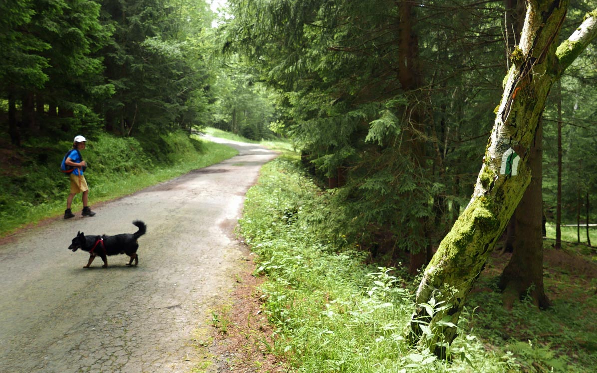 Green trail from Karpacz to Borowice