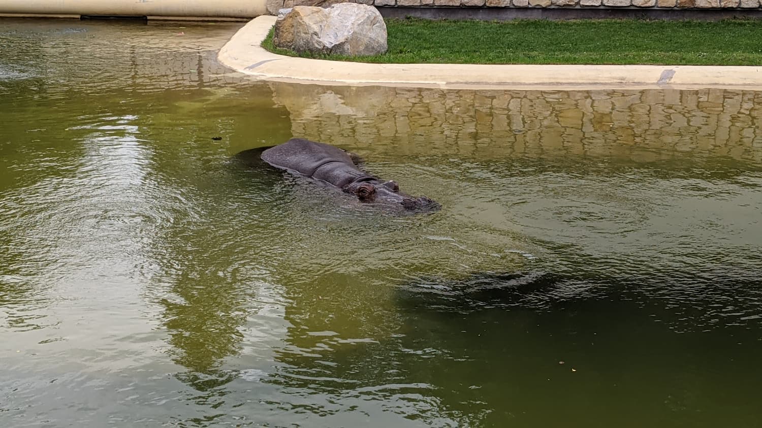 Hipopotam Zoo Warszawa