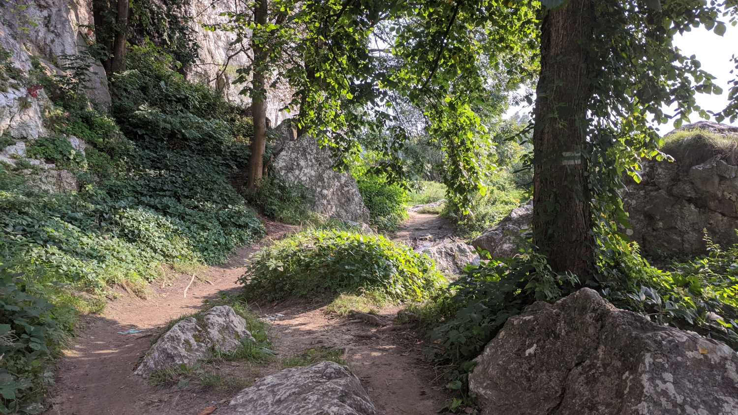 Green trail behind the parking lot