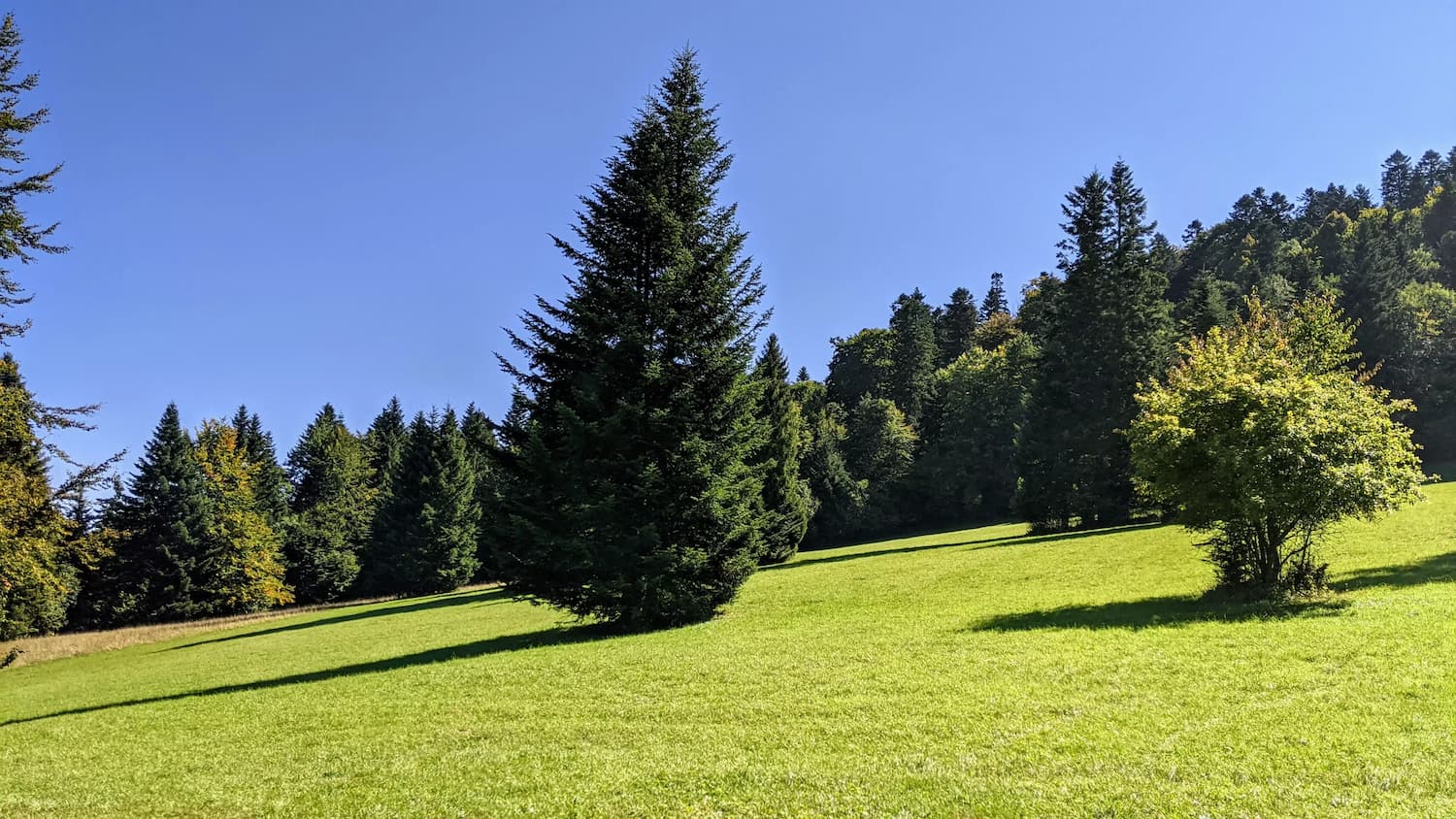 Trasa na Trzy Korony - malownicze łąki