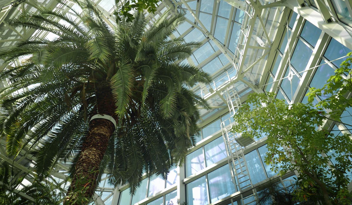 Jagiellonian University Botanical Garden - palm tree in Victoria Greenhouse