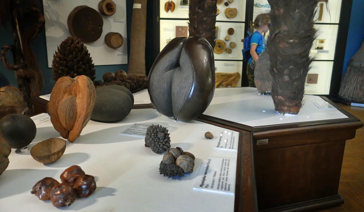 Jagiellonian University Botanical Garden - Botanical Garden Museum