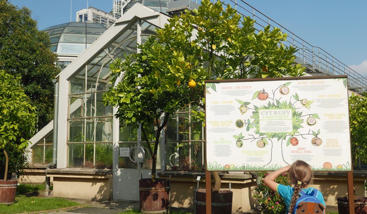 Jagiellonian University Botanical Garden - citrus trees