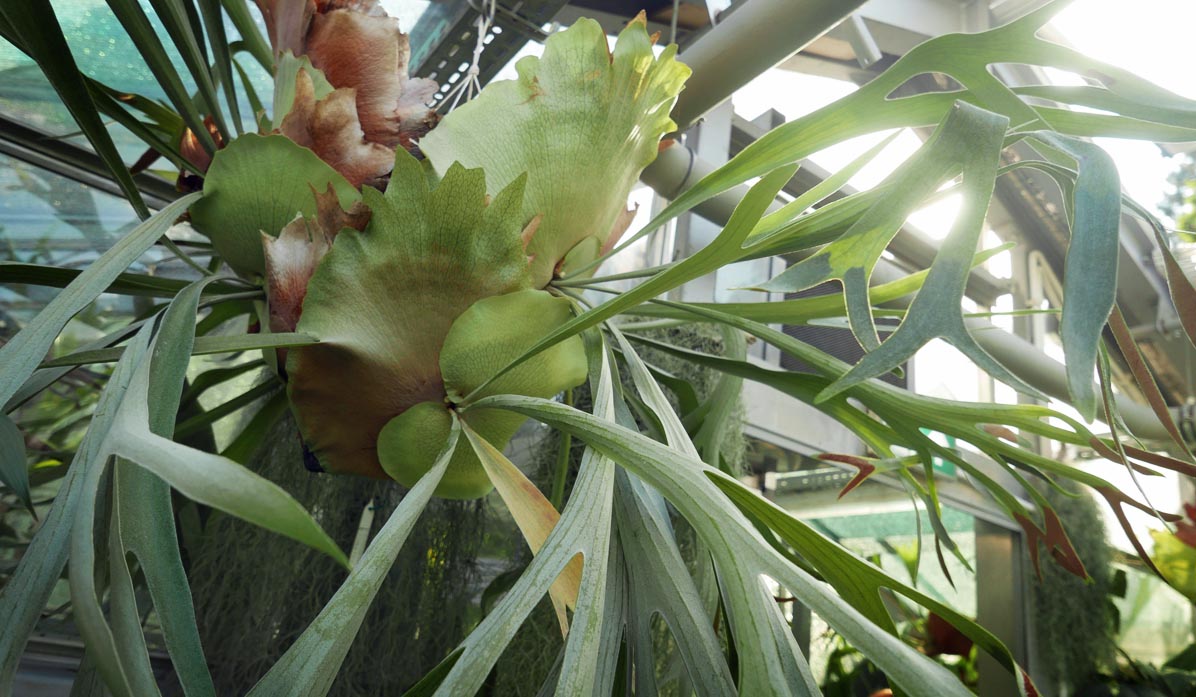 Jagiellonian University Botanical Garden - staghorn fern