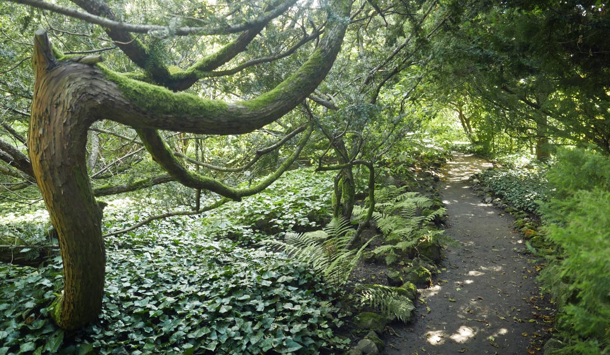 Jagiellonian University Botanical Garden - mysterious arboretum paths