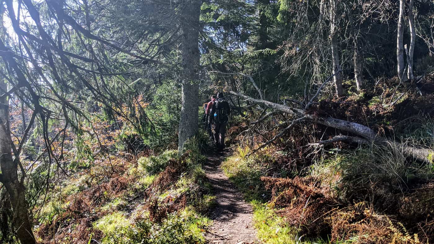 Wielka Racza - podejście pod schronisko wąską leśną ścieżką