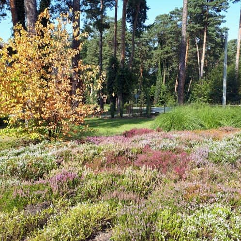 Arboretum Obrówka, Lasy Janowskie