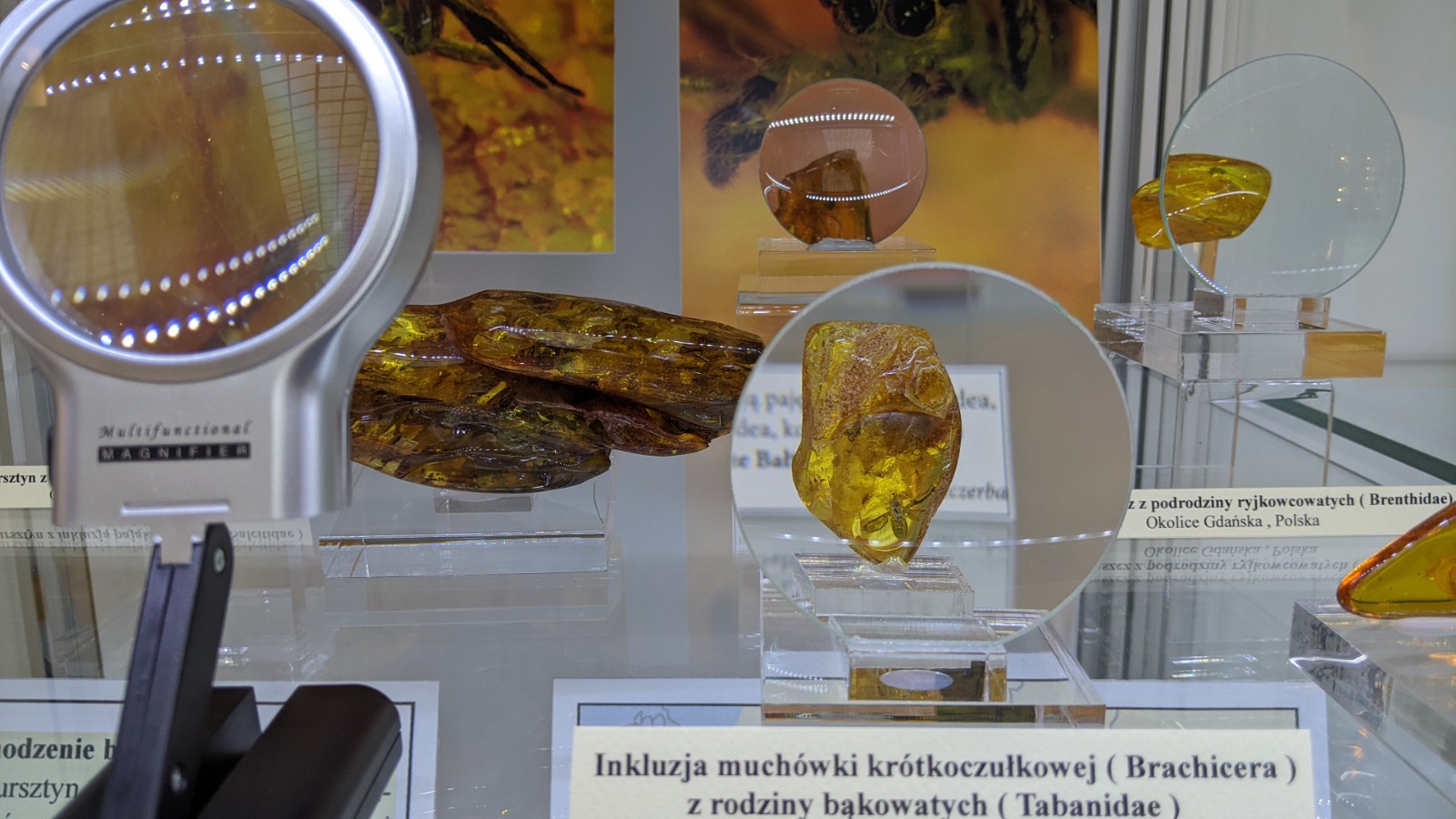 Muzeum Geologiczne PIG w Warszawie - bursztyny
