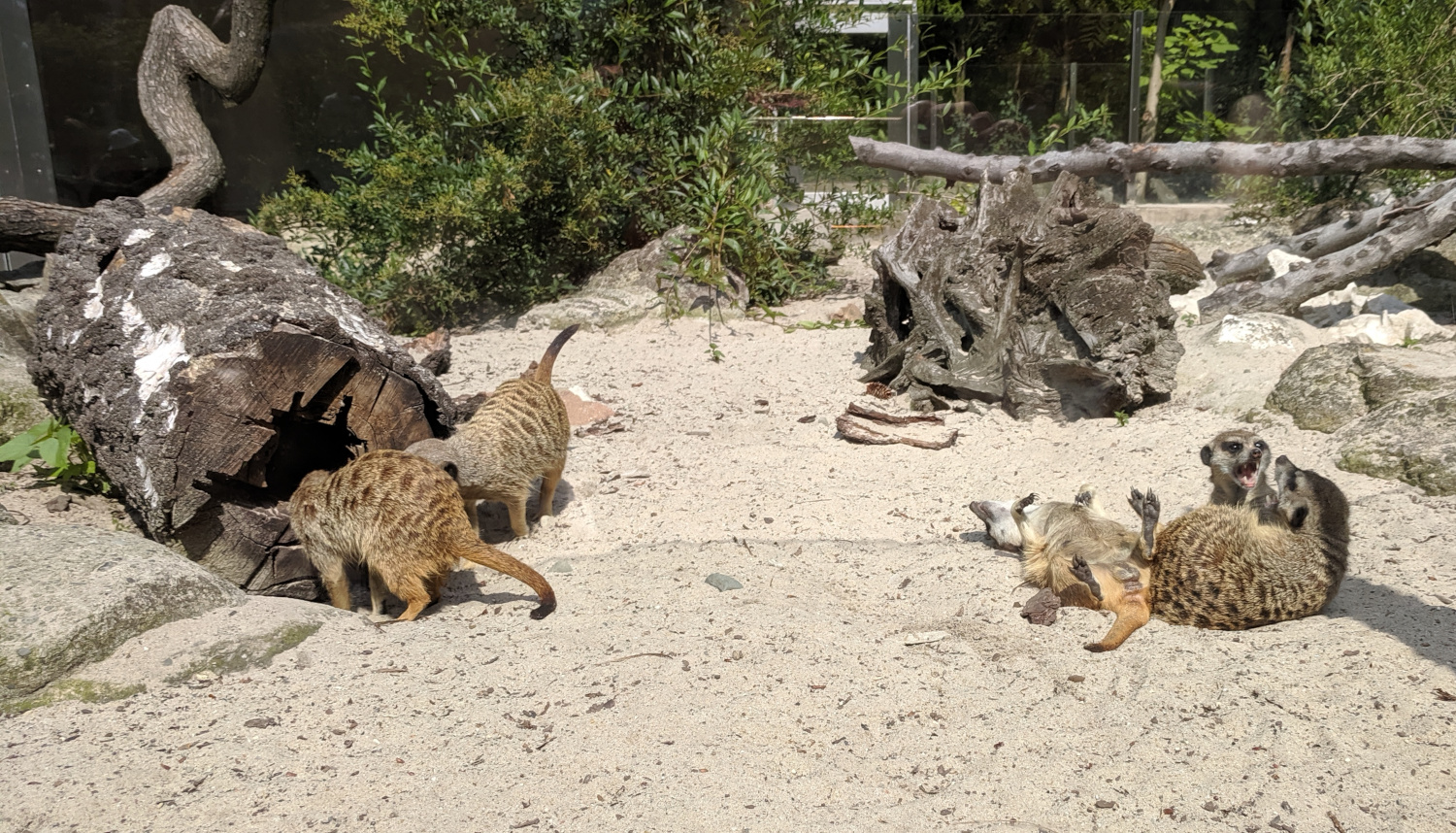 Zoo w Krakowie. Figle surykatek