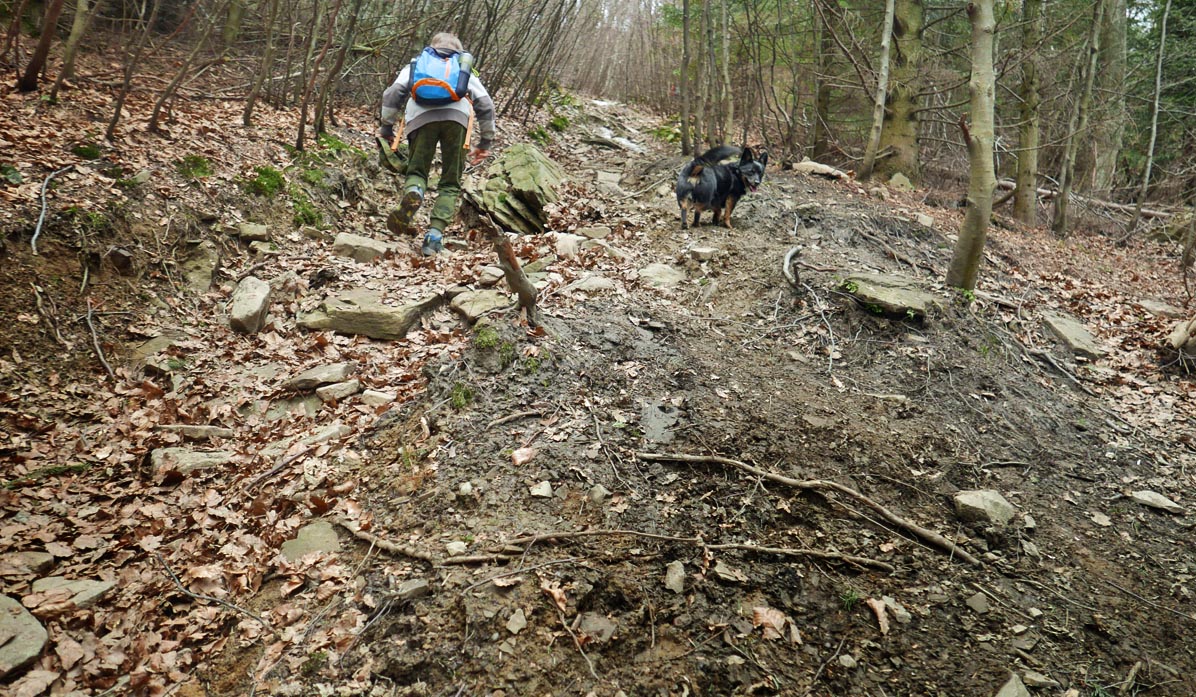 Blue trail from Jurków to Mogielica - steep ascent