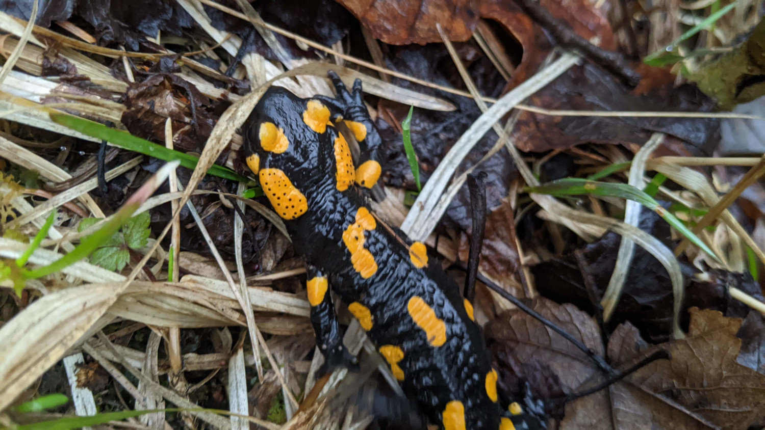Salamandra plamista napotkana w Wąwozie Homole
