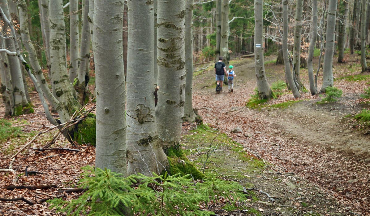 Descent from Jałowiec on the blue trail towards Stryszawa