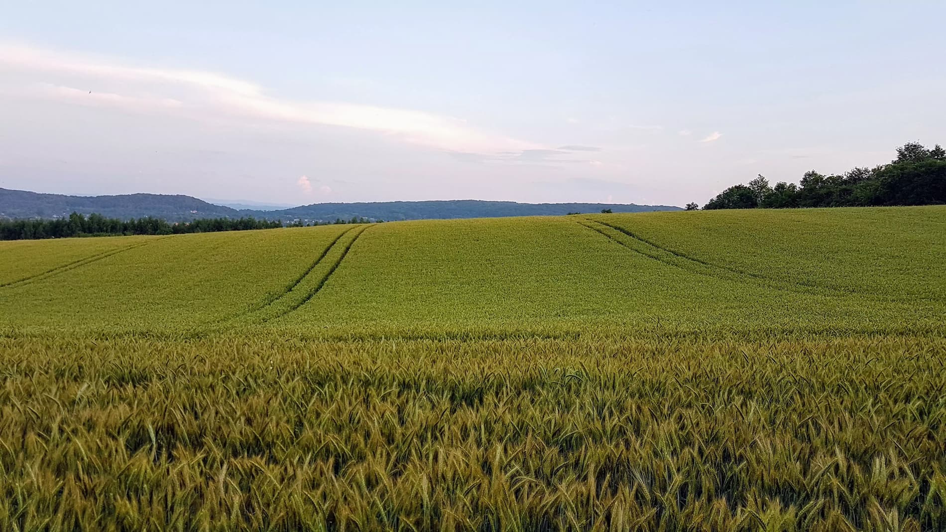 Fields near the Cross under Lipka - early summer