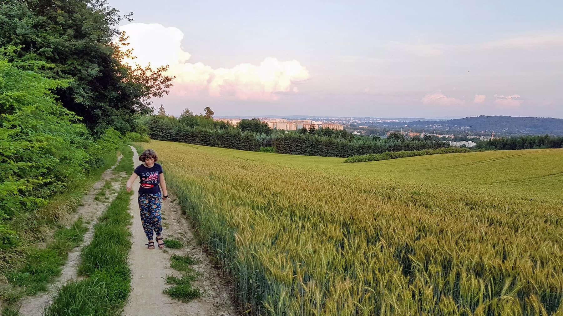 Pola przy Krzyżu pod Lipką - początek lata