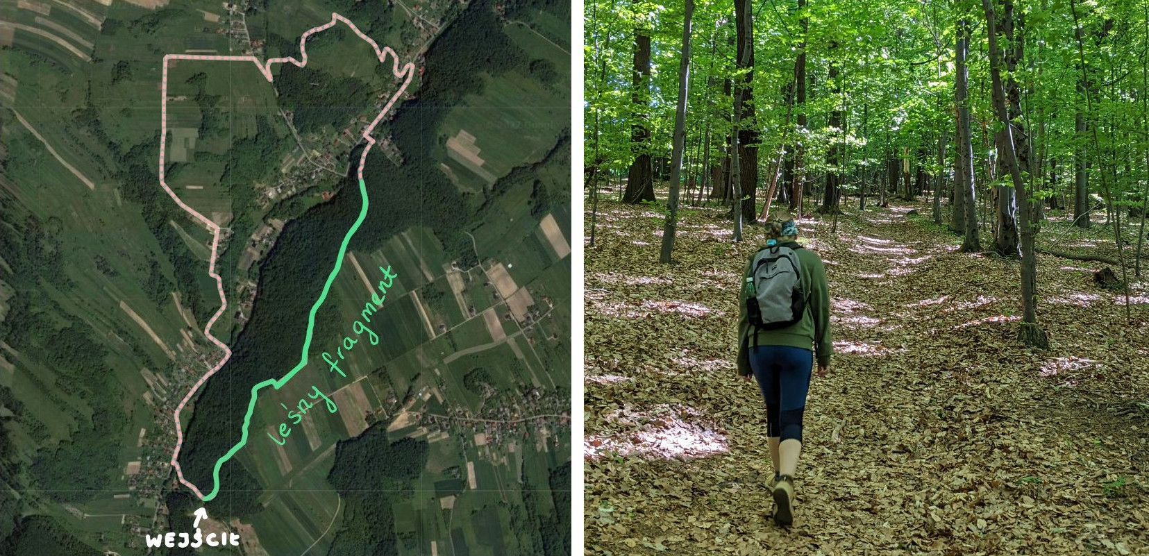 Leśny fragment czerwonego szlaku